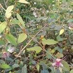 Capparis zeylanica fruit picture by Ankit Pathak (cc-by-sa)