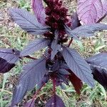 Amaranthus cruentus leaf picture by Cyllène Chatellier (cc-by-sa)