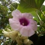 Ipomoea mauritiana flower picture by Konan Etienne yao (cc-by-sa)