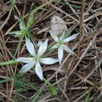 Ornithogalum corsicum flower picture by Sergio costantini (cc-by-sa)