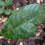 Sagotia racemosa leaf picture by C. Geniez (cc-by-sa)