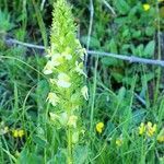 Pedicularis elongata flower picture by Frank Sundermeyer (cc-by-sa)