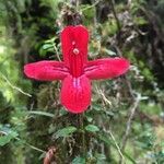 Asteranthera ovata flower picture by Daniel Barthelemy (cc-by-nc)