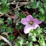 Geranium sibbaldioides flower picture by Mariette Laumond (cc-by-sa)