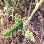 Sphaeralcea ambigua leaf picture by Holly Tran (cc-by-sa)