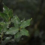 Pouteria exfoliata leaf picture by Nelson Zamora Villalobos (cc-by-nc)