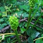 Arum italicum fruit picture by Gregory Bignon (cc-by-sa)