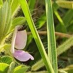 Tephrosia villosa flower picture by susan brown (cc-by-sa)