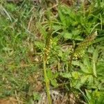 Plantago serraria flower picture by Andrea Capuano (cc-by-sa)