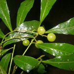 Meliosma idiopoda fruit picture by Nelson Zamora Villalobos (cc-by-nc)