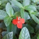 Ruellia elegans flower picture by Vinicius Castro Souza (cc-by-sa)