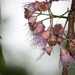 Syzygium cordemoyi flower picture by H. Goëau (cc-by-sa)