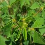 Crotalaria incana habit picture by Shehadi Ramiz (cc-by-sa)