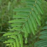 Mimosa pigra leaf picture by R. Tournebize (cc-by-sa)