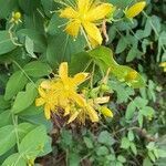 Hypericum grandifolium flower picture by Kai Wollweber (cc-by-sa)