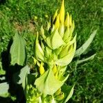 Gentiana lutea flower picture by Alain Bigou (cc-by-sa)