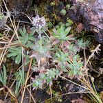 Draba hallii habit picture by Fabien Anthelme (cc-by-sa)