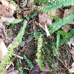 Asplenium platyneuron habit picture by Maarten Vanhove (cc-by-sa)