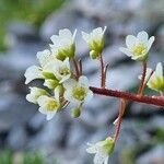 Saxifraga crustata flower picture by Jani Zadrgal (cc-by-sa)