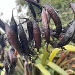 Phormium tenax fruit picture by brasil thadeu (cc-by-sa)