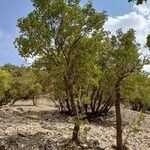 Quercus brantii habit picture by M. Hedayat (cc-by-sa)