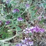 Vicia orobus flower picture by Prieto Rubén (cc-by-sa)