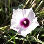 Ipomoea amnicola flower picture by Trap Hers (cc-by-sa)