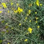 Diplotaxis tenuifolia habit picture by Ew Bow (cc-by-sa)