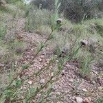 Globularia alypum leaf picture by Castelló Escrig Carlos Mauricio (cc-by-sa)