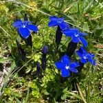 Gentiana bavarica flower picture by Olivier Le Gall (cc-by-sa)