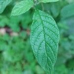 Heliotropium angiospermum leaf picture by Gonçalves da Cunha Lucas (cc-by-sa)