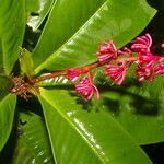 Hymenandra sordida flower picture by Nelson Zamora Villalobos (cc-by-nc)