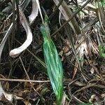 Calanthe sylvatica leaf picture by Clément Walter (cc-by-sa)