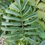 Melianthus major leaf picture by Ute Ronge (cc-by-sa)