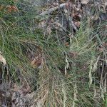 Festuca flavescens habit picture by Martin Bishop (cc-by-sa)