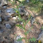 Senecio viscosus habit picture by Nadine Castel (cc-by-sa)