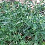 Atriplex patula habit picture by Eric Rebsamen (cc-by-sa)