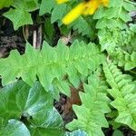 Aposeris foetida leaf picture by grutz (cc-by-sa)