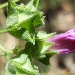 Malva punctata fruit picture by Roberto Righini (cc-by-sa)