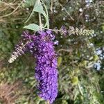 Buddleja japonica flower picture by Minh-Thu L’ollivier (cc-by-sa)