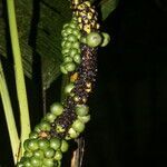 Geonoma cuneata fruit picture by Nelson Zamora Villalobos (cc-by-nc)