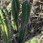 Praecereus euchlorus habit picture by Trap Hers (cc-by-sa)