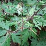 Geranium reuteri leaf picture by Jean Burgun (cc-by-sa)