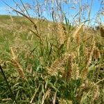 Agropyron cristatum fruit picture by Ember (cc-by-sa)