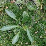 Erigeron uniflorus leaf picture by Denis Bastianelli (cc-by-sa)