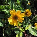 Heliopsis helianthoides habit picture by Sabina Hartmann (cc-by-sa)