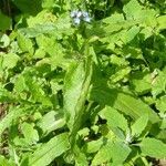 Anchusa arvensis habit picture by Jean-Louis PASTEUR (cc-by-sa)