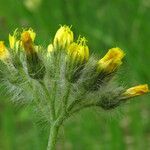 Pilosella cymosa flower picture by claire Felloni (cc-by-sa)