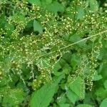 Rumex sanguineus flower picture by Rudolf Eberli (cc-by-sa)