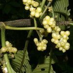 Notopleura capacifolia fruit picture by Nelson Zamora Villalobos (cc-by-nc)